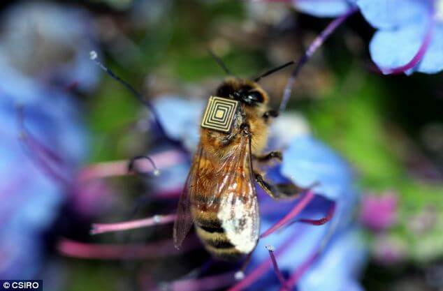 В Австралии 5 тысяч пчел сделали киборгами  - фото 2