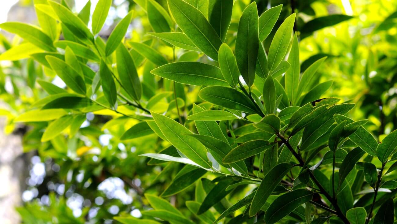 Лавровые листья Лавровые листья