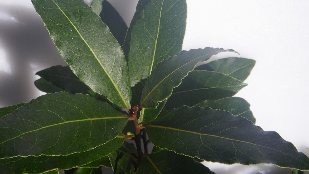 Лавровые листья Лавровые листья