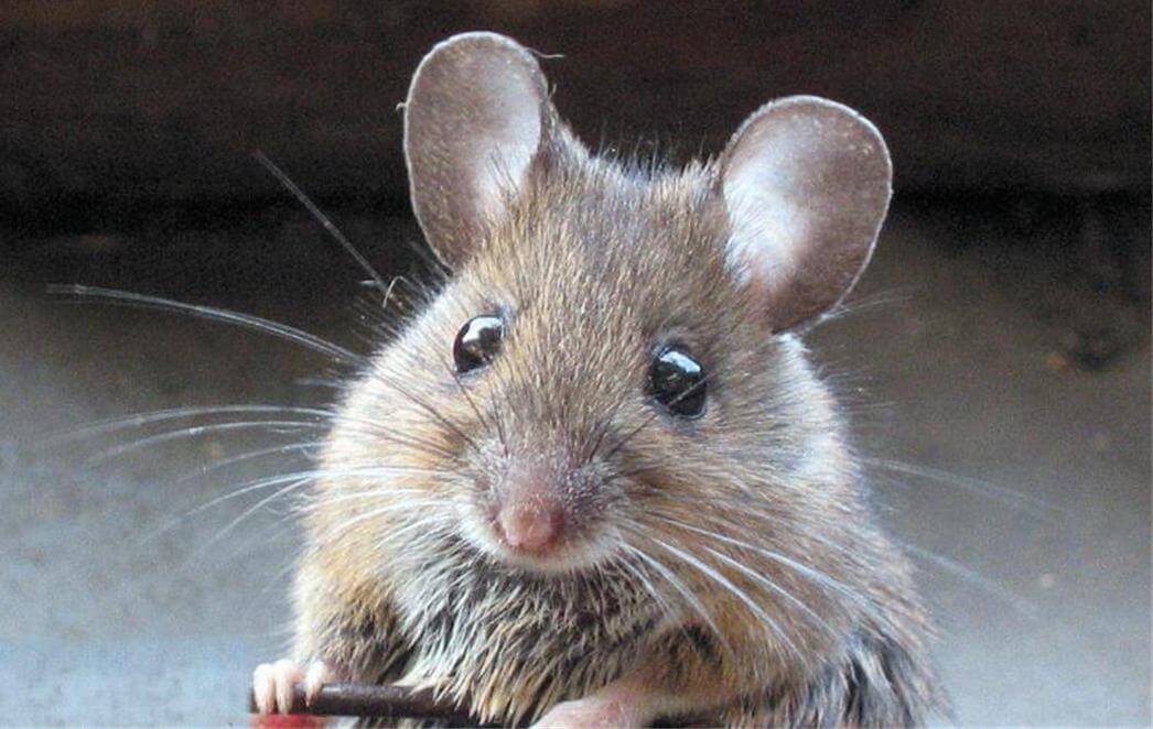 Учёным удалось вернуть слух глухой лабораторной мыши