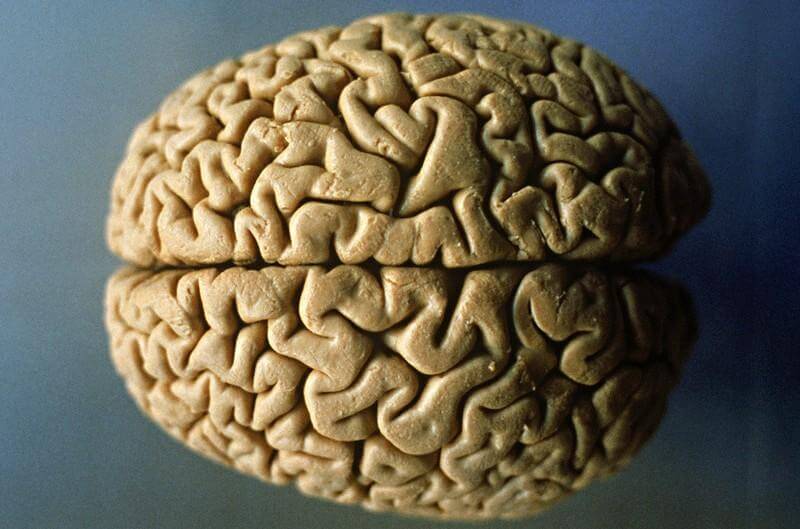Древние вирусы сыграли важную роль в формировании человеческого мозга