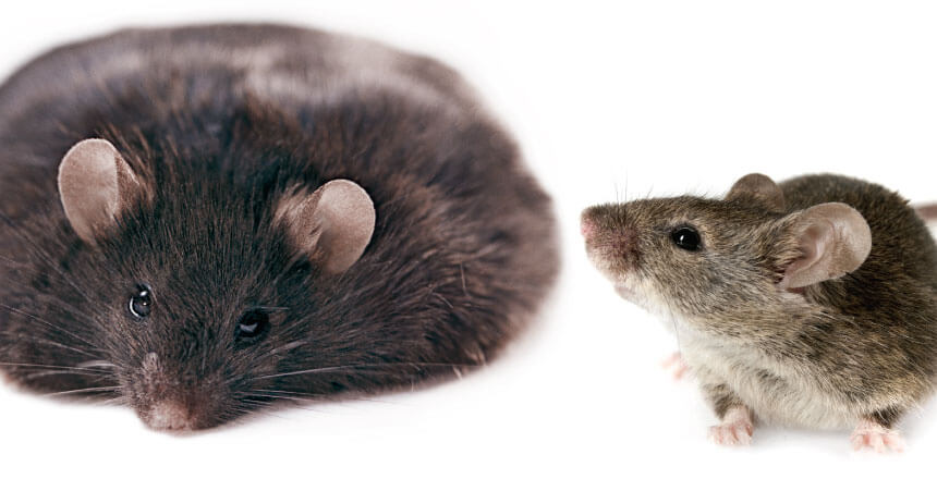 Генетически модифицированная бактерия не позволяет мышам толстеть