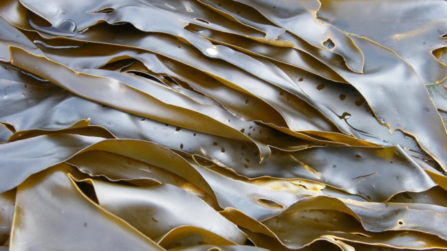 МорÑкие водороÑли