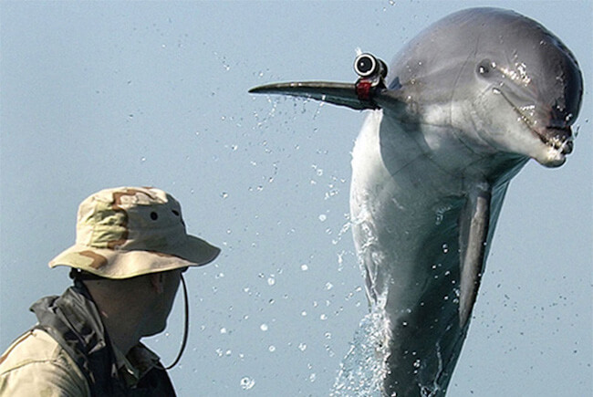 Израиль использует военных дельфинов для слежки за Палестиной