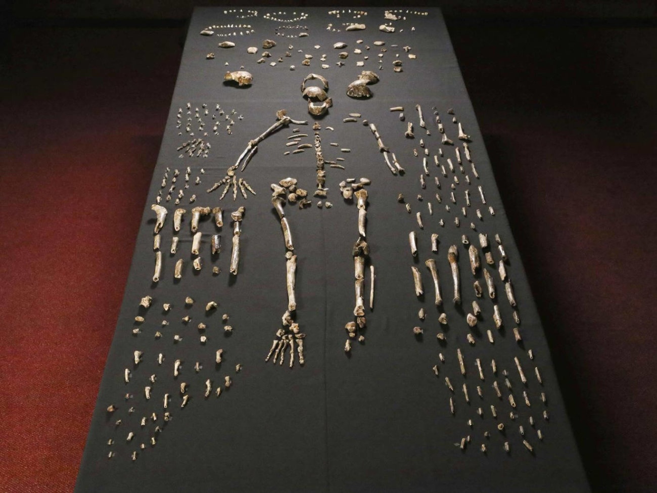 homo-naledi-1 homo-naledi-1