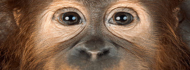 monkey-eyes-fb-cover