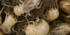 landscape-1453234089-csiro-scienceimage-3976-mastotermes-darwiniensis-giant-northern-termite landscape-1453234089-csiro-scienceimage-3976-mastotermes-darwiniensis-giant-northern-termite