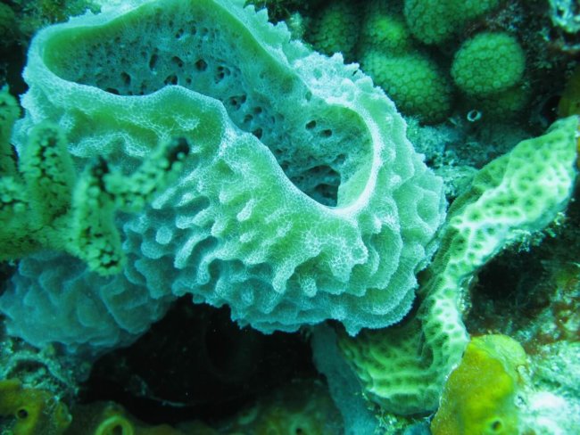 морская губка 2 морская губка 2