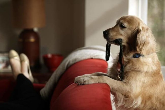 Собаки Собаки