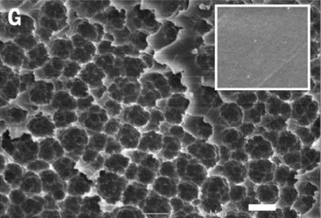 Пленка ПЭТ, разрушенная бактериями Пленка ПЭТ, разрушенная бактериями