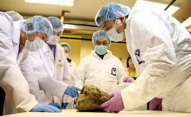 Корейские учёные собираются клонировать вымершего пещерного льва Корейские учёные собираются клонировать вымершего пещерного льва