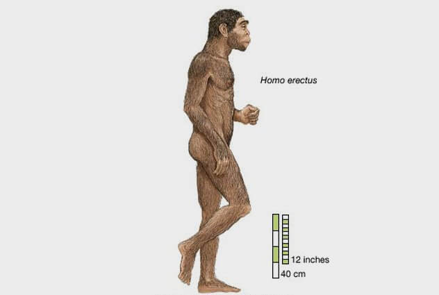 10a-Homo-erectus.jpg