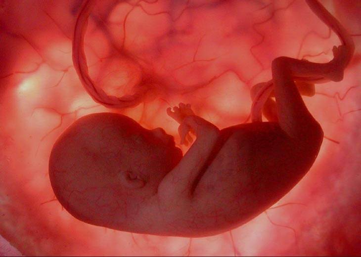 Ученые завершили работу над 3D-атласом эмбриологии человека