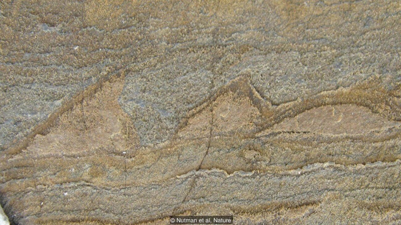 Микробы Микробы