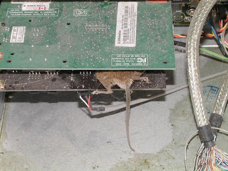 Mouse_2