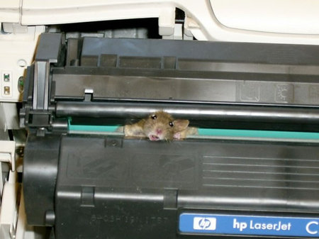 Mouse_5