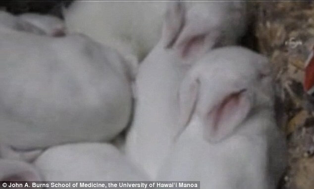 rabbits rabbits