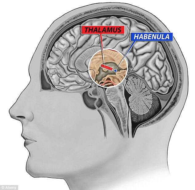 Habenula Habenula