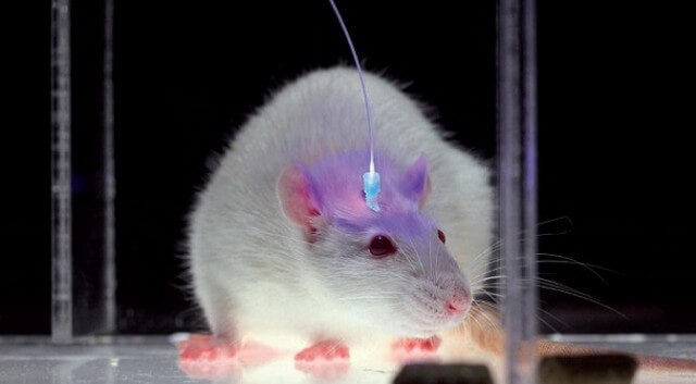 optogenetics optogenetics