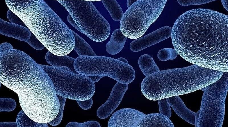 Как кишечные бактерии влияют на тяжесть COVID-19?