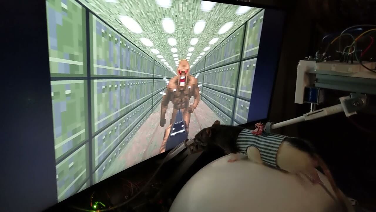 Крыс научили играть в компьютерную игру Doom II
