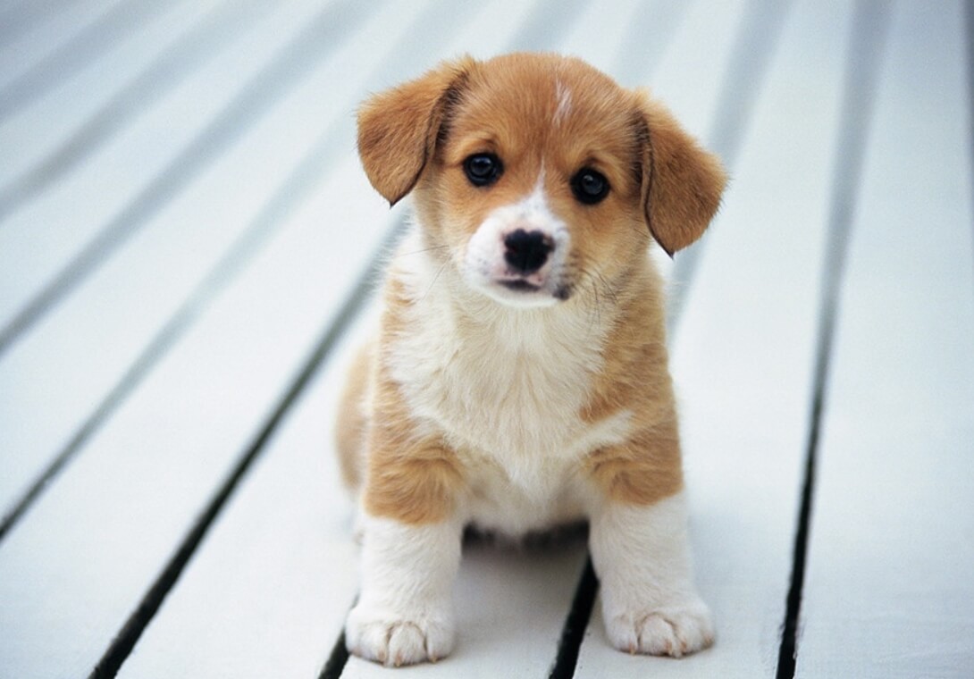 Переводчик языка животных. SK Telecom позволит вам разговаривать с животными. Фото.