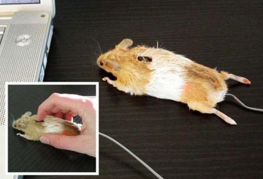 «Живая» компьютерная мышка. Пожалуй, это самая ужасная компьютерная мышь. Фото.