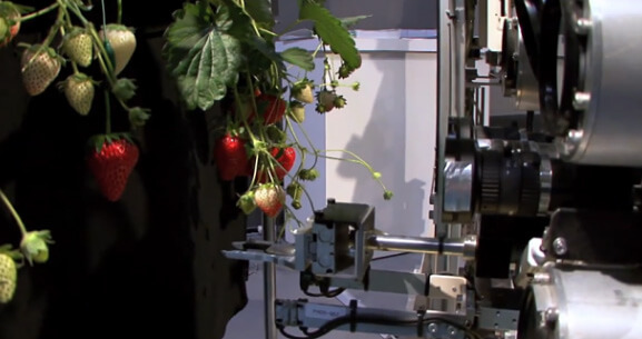 Strawberry-robot