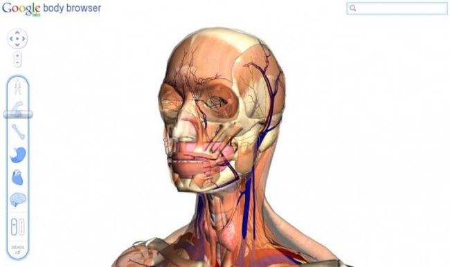 Экскурсия по человеческому телу с Body Browser. Фото.