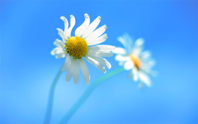 Windows 8