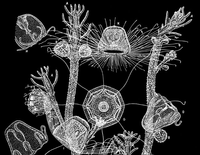 Turritopsis