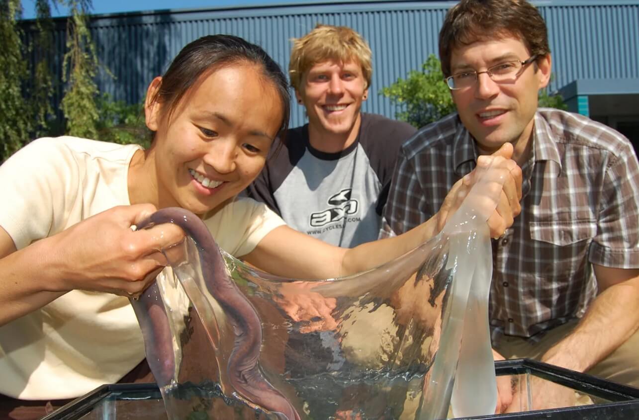 Одежду будущего собираются шить из слизи миксин. Слизь миксинов можно использовать для пошива одежды будущего. Фото.