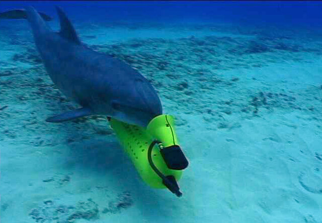 ВМС США заменят дельфинов-саперов роботами