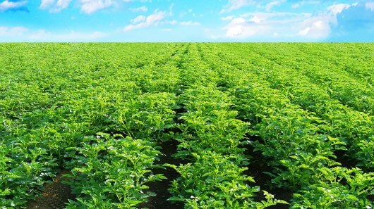 agriculture