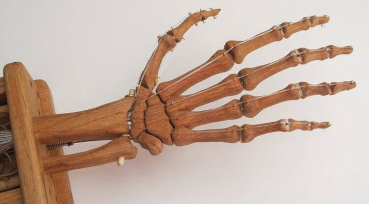 Кости из дерева: прорыв в медицине? Ученые хотят сделать заменители костей из дерева. Фото.