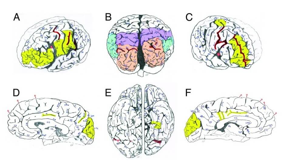 мозг эйншт3