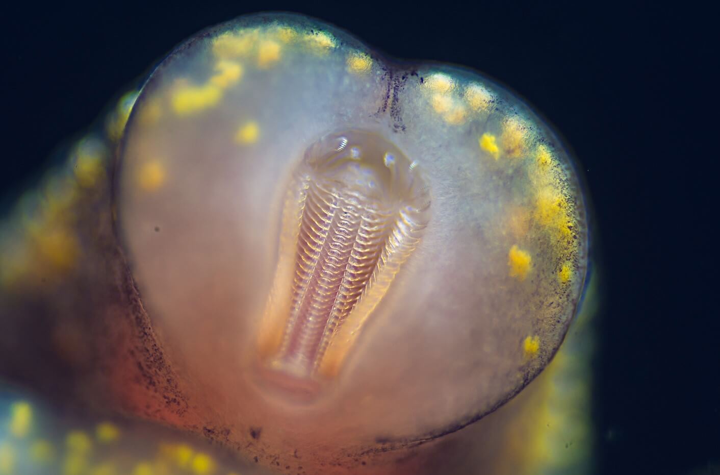 Зубы моллюсков помогут улучшить солнечные и литий-ионные батареи. У моллюсков тоже есть зубы, и они могут нам помочь. Зубы моллюсков помогут улучшить солнечные и литий-ионные батареи. У моллюсков тоже есть зубы, и они могут нам помочь. Фото.