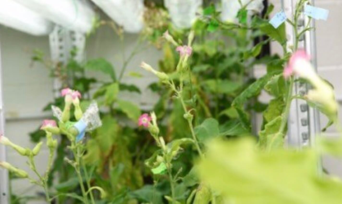 Трансгенный табак спасет мир от страшного заболевания. Минздрав предупреждает! Фото.