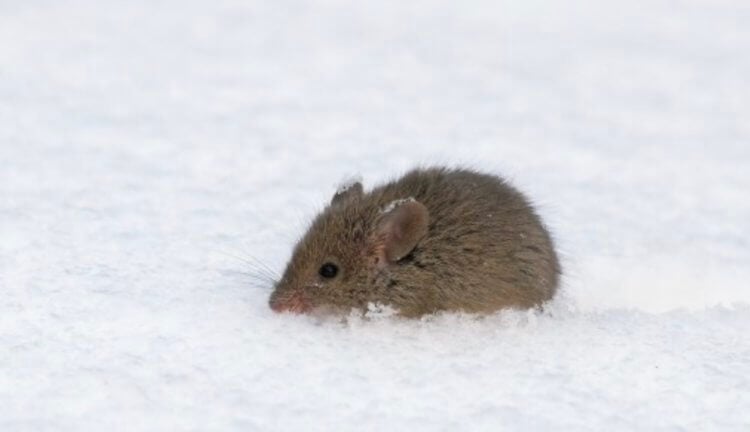 Мыши научат людей не чувствовать холод. Мыши помогут людям. Фото.