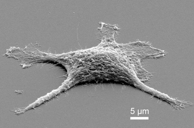 Ученые создали настоящие живые клетки-зомби. Фото.