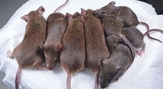Ученые создали почти 600 идентичных клонов одной лабораторной мыши. Фото.