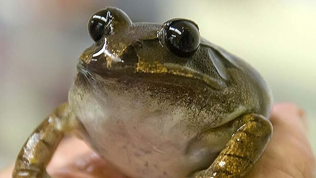 Ученые воскресили вымерший вид уникальных лягушек. Фото.