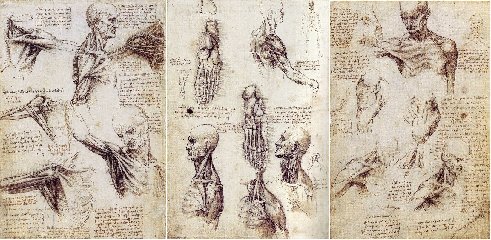 Анатомия по да Винчи