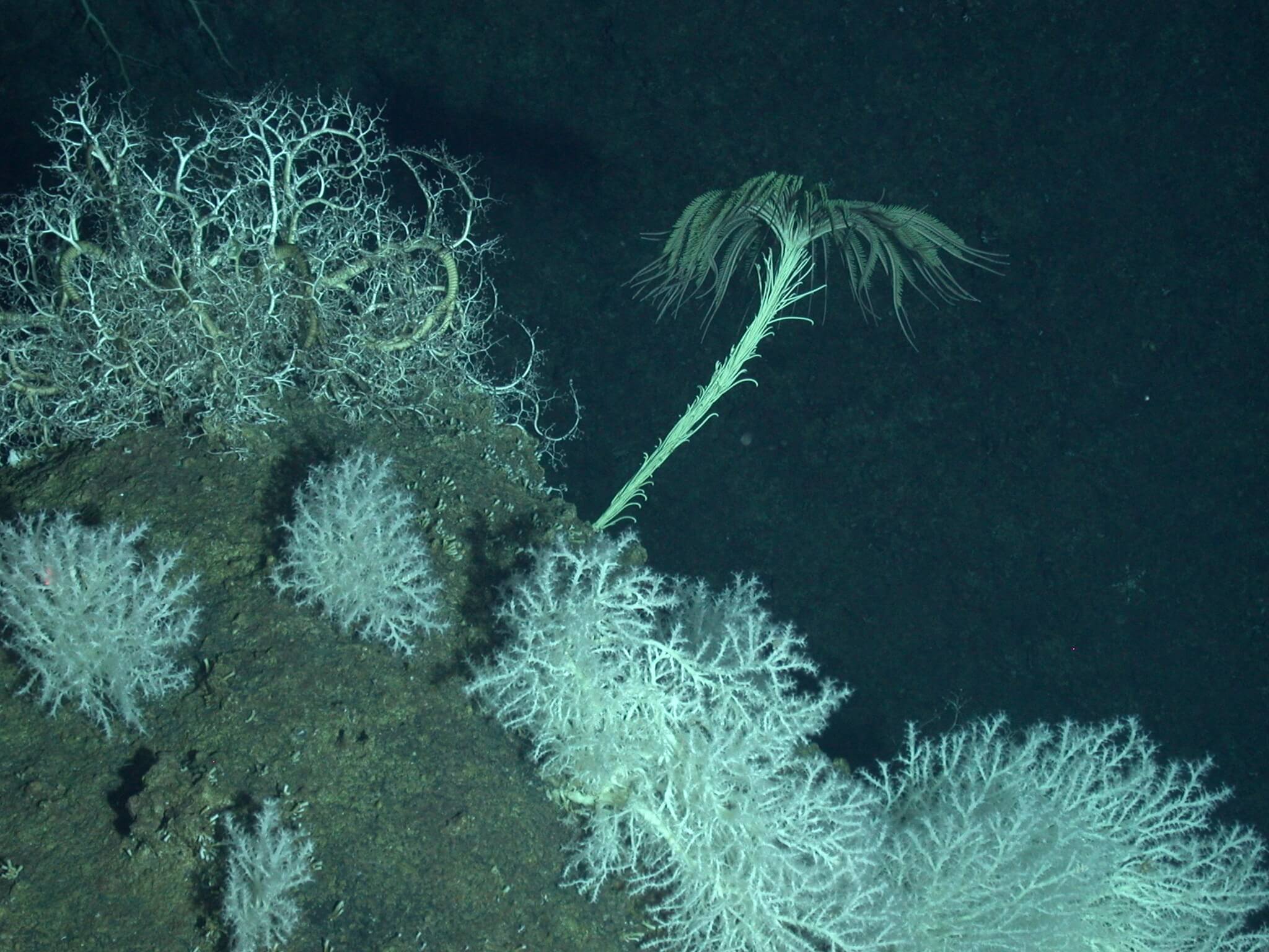 Гидротермальный источник