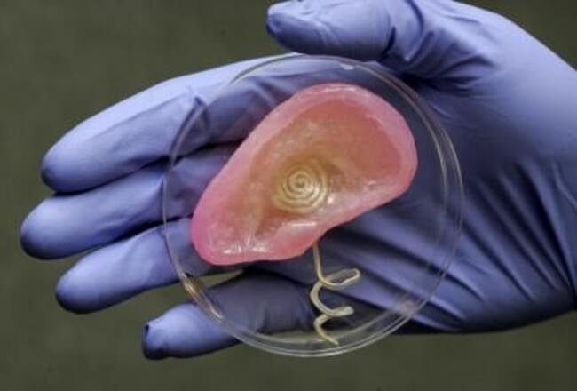 Ученые создали 3D-напечатанное бионическое ухо. Фото.