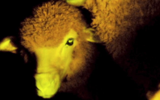 Чудеса генной инженерии: светящиеся в темноте овцы. Фото.