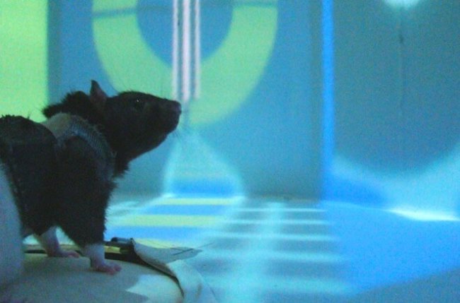 Крысы не поверили в виртуальную реальность. Фото.