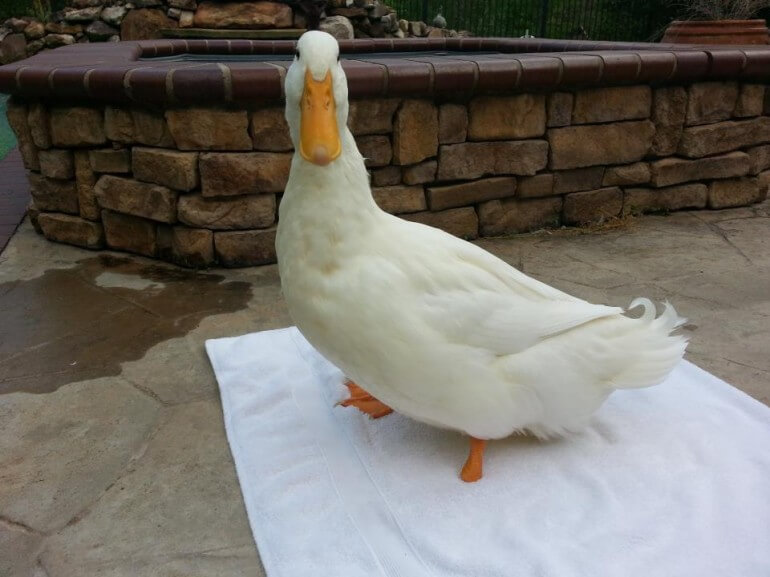 3d_printed_duck_foot-5