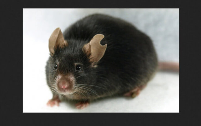Ученые клонировали мышь всего из одной капли крови. Фото.
