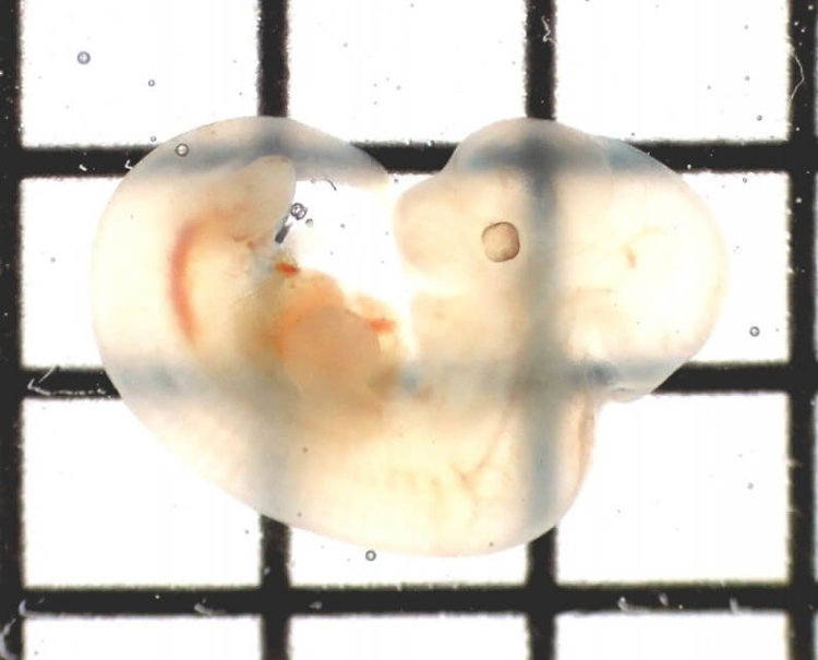 transparent mouse embryo